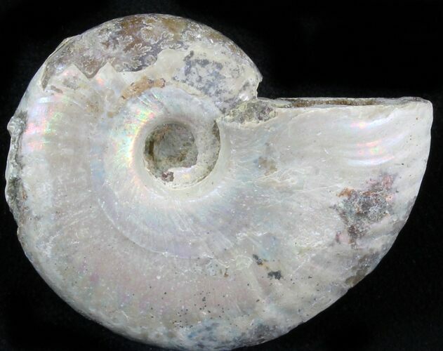 Silver Iridescent Ammonite - Madagascar #29874